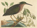 Le petit butor - Mark Catesby — weergave van het kunstwerk