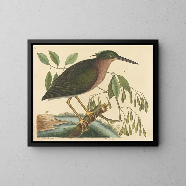 Le petit butor - Mark Catesby — ingelijst kunstwerk aan de muur