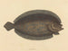 Le sole Pleuronectes lunatus - Mark Catesby — weergave van het kunstwerk
