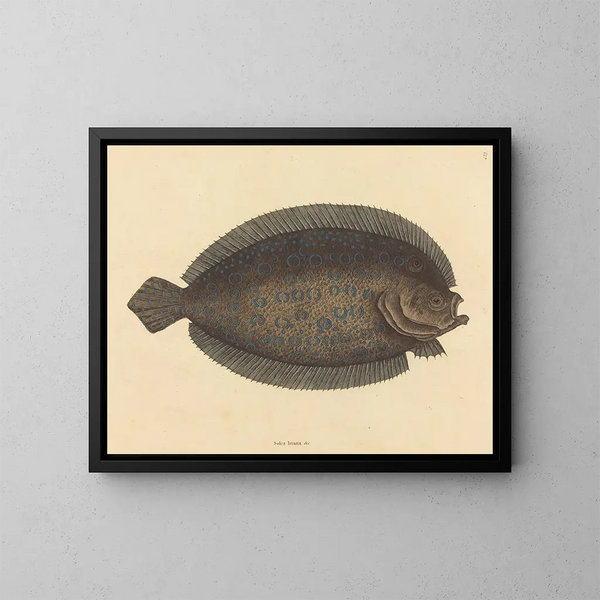 Le sole Pleuronectes lunatus - Mark Catesby — ingelijst kunstwerk aan de muur