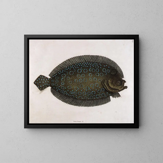 Mark Catesby - The Sole Solea lunata  c.webp