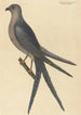 Le Faucon à Queue d'Hirondelle Falco furcatus - Mark Catesby — weergave van het kunstwerk