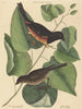 Le Towhe (Fringilla erythrophthalma) - Mark Catesby — weergave van het kunstwerk