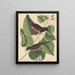 Le Towhe (Fringilla erythrophthalma) - Mark Catesby — ingelijst kunstwerk aan de muur