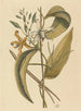 La vanille Epidendrum vanelloe - Mark Catesby — weergave van het kunstwerk