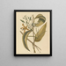 La vanille Epidendrum vanelloe - Mark Catesby — ingelijst kunstwerk aan de muur