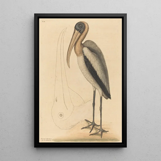 Mark Catesby - The Wood Pelican Tantalus Loculator.webp