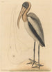 Le Pélican des Bois Tantalus Loculator - Mark Catesby — weergave van het kunstwerk