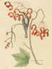 De geelkeelboomkruiper - Mark Catesby — weergave van het kunstwerk