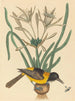L'Oriolus icterus geel en zwart - Mark Catesby — weergave van het kunstwerk