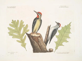 De geelbuikpijlstaart De kleinste van de getekende spechten Eikenhout Wit eikenhout met scherpe inkepingen - Mark Catesby — weergave van het kunstwerk
