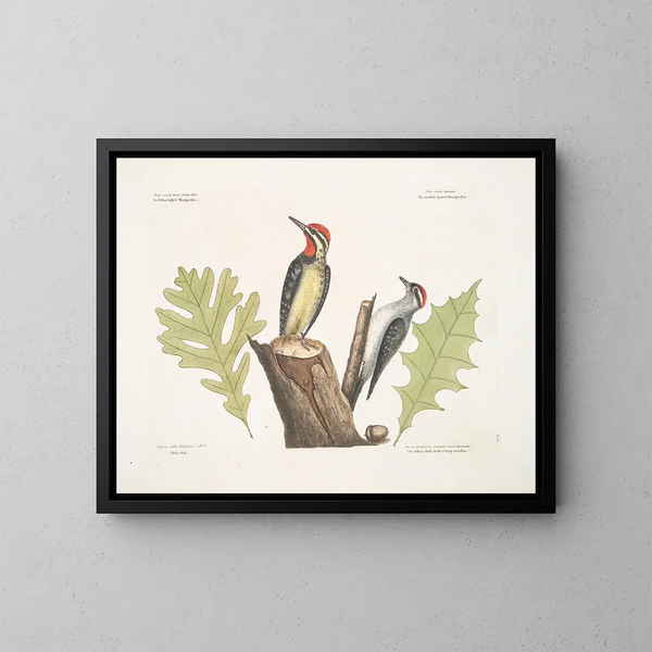 De geelbuikpijlstaart De kleinste van de getekende spechten Eikenhout Wit eikenhout met scherpe inkepingen - Mark Catesby — ingelijst kunstwerk aan de muur