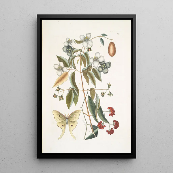 Mark Catesby - The foureyed Night Butterfly.webp