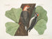van het Le pic à ventre rouge, le pic chevelu, le chêne noir - Mark Catesby — weergave van het kunstwerk