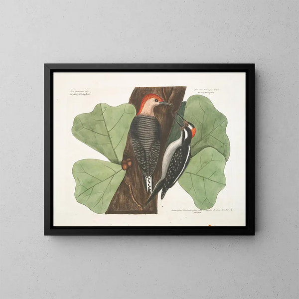 van het Le pic à ventre rouge, le pic chevelu, le chêne noir - Mark Catesby — ingelijst kunstwerk aan de muur