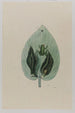 Rainette - Mark Catesby — weergave van het kunstwerk