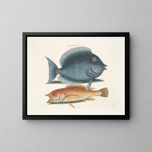 De rhomboïdale merel en de gele vis - Mark Catesby — ingelijst kunstwerk aan de muur