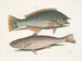 De merel en de Amerikaanse pudding, de whiting van Caroline - Mark Catesby — weergave van het kunstwerk
