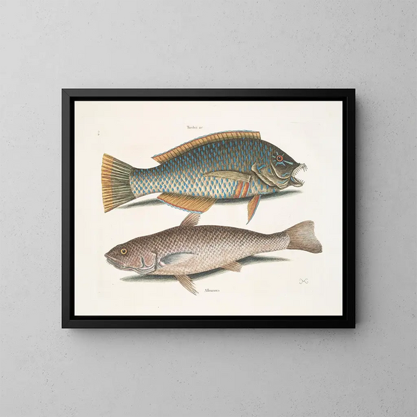 De merel en de Amerikaanse pudding, de whiting van Caroline - Mark Catesby — ingelijst kunstwerk aan de muur