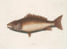 De mangroveharing - Mark Catesby — weergave van het kunstwerk