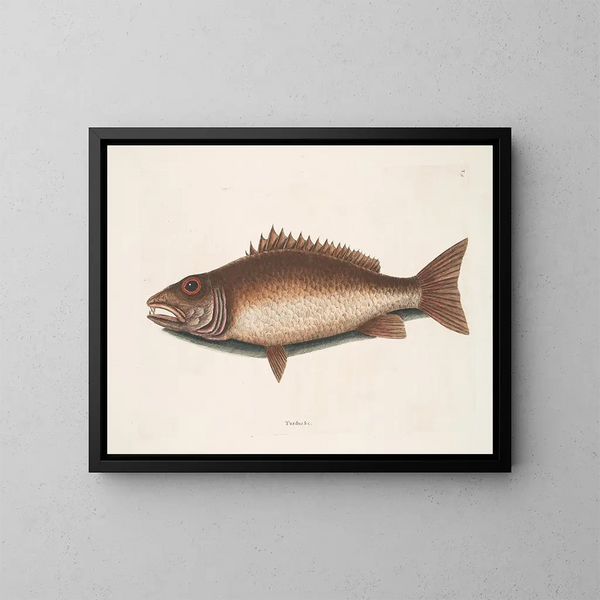 De mangroveharing - Mark Catesby — ingelijst kunstwerk aan de muur