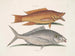 Merle geel - Mark Catesby — weergave van het kunstwerk