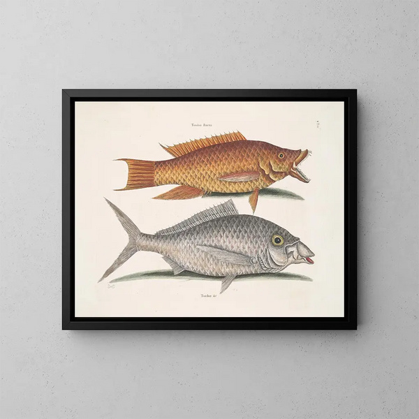 Merle geel - Mark Catesby — ingelijst kunstwerk aan de muur
