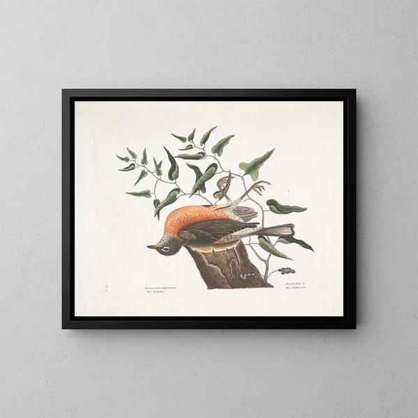 De Merel van Caroline, de Artemisia van Virginia - Mark Catesby — ingelijst kunstwerk aan de muur