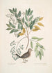 L Turtur minimus guttatus La Colombe Terrestre Zanthoxylum spinosum Lentisci foliis c Kunstdruk L'Arbre à Douleur ou à Mal de Dents - Mark Catesby — weergave van het kunstwerk