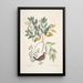 L Turtur minimus guttatus La Colombe Terrestre Zanthoxylum spinosum Lentisci foliis c Kunstdruk L'Arbre à Douleur ou à Mal de Dents - Mark Catesby — ingelijst kunstwerk aan de muur