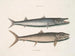 Umbla mineure c. Barracuda vulpis bahamensis - Mark Catesby — weergave van het kunstwerk