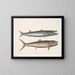 Umbla mineure c. Barracuda vulpis bahamensis - Mark Catesby — ingelijst kunstwerk aan de muur