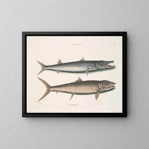 Umbla mineure c. Barracuda vulpis bahamensis - Mark Catesby — ingelijst kunstwerk aan de muur