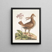 Urogallus minor - Mark Catesby — ingelijst kunstwerk aan de muur