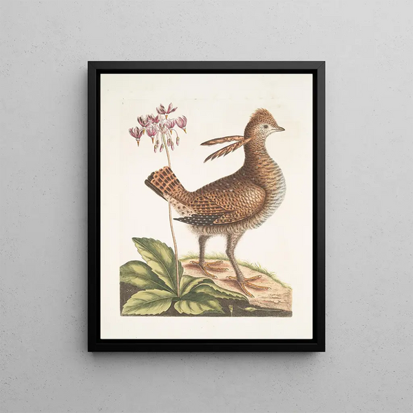 Mark Catesby - Urogallus minor.webp