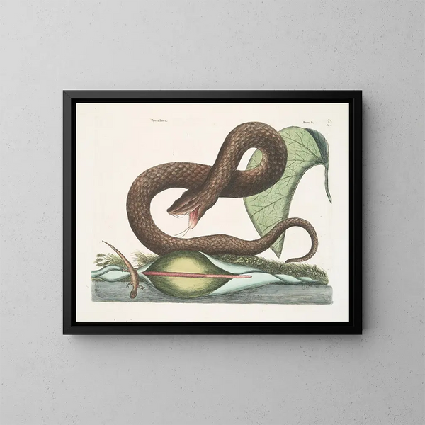 Vipère brune - Mark Catesby — ingelijst kunstwerk aan de muur