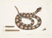 Vipère à queue de sonne - Mark Catesby — weergave van het kunstwerk
