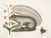 Viscum Sciurus, de grijze wasbeer - Mark Catesby — weergave van het kunstwerk