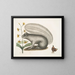 Viscum Sciurus, de grijze wasbeer - Mark Catesby — ingelijst kunstwerk aan de muur