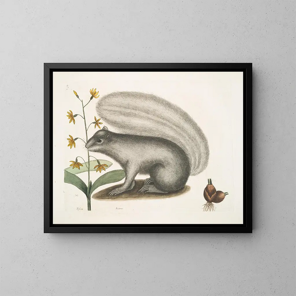Viscum Sciurus, de grijze wasbeer - Mark Catesby — ingelijst kunstwerk aan de muur