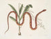 Viscum c. Anguis c. Het korenreptiel - Mark Catesby — weergave van het kunstwerk