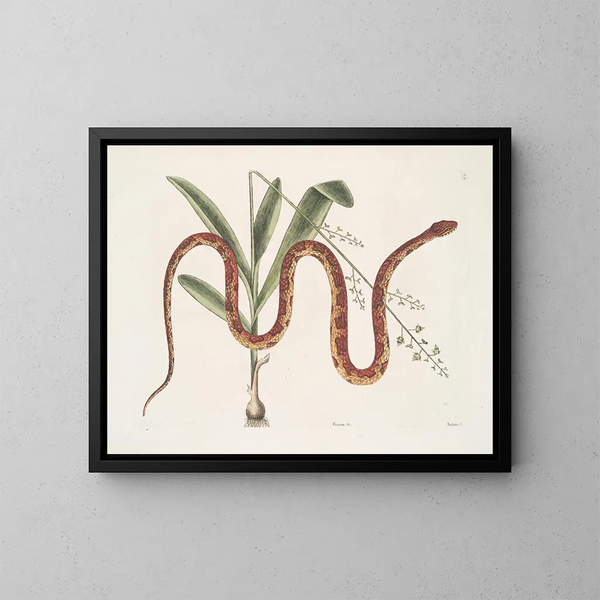 Viscum c. Anguis c. Het korenreptiel - Mark Catesby — ingelijst kunstwerk aan de muur