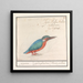 van de IJsvogel Alcedo atthis - Anselmus Botius de Boodt — ingelijst kunstwerk aan de muur