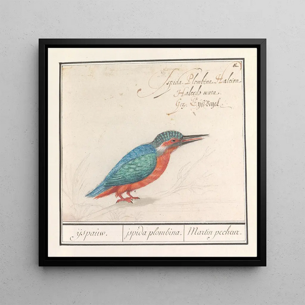Martin-pêcheur Alcedo atthis - Anselmus Botius de Boodt