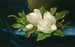 van Magnoliabomen op een blauw fluwelen doek - Martin Johnson Heade — weergave van het kunstwerk