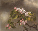 Colibri en appelbloesem bloemen - Martin Johnson Heade — weergave van het kunstwerk