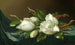 Magnolia's op lichtblauw fluwelen doek - Martin Johnson Heade — weergave van het kunstwerk