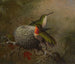 Twee blauwgorsen bij hun nest - Martin Johnson Heade — weergave van het kunstwerk