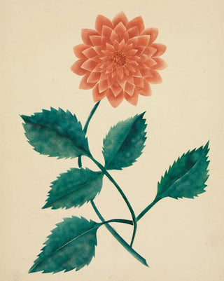 Mary Altha Nims - Dahlia.webp