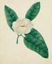 Magnolia Painting - Mary Altha Nims — artwork view